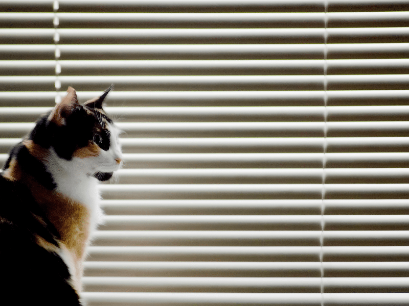Plantation Shutters Townsville